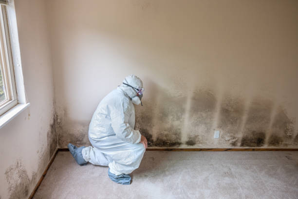 Best Insurance-Related Mold Remediation in Shandon, CA