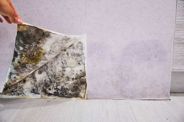 Best Mold Remediation for Specific Building Types in Shandon, CA